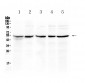 Anti-EIF3e Picoband Antibody